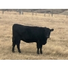 Image 4 : One Mile Ranch - 13 Black Angus Spring Calving Bred Heifers (Cowley, AB)