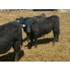 Image 9 : Clay Ridge Stock Farms Inc. - 625# May Delivery Heifers - 56 Head (Fairlight, SK)