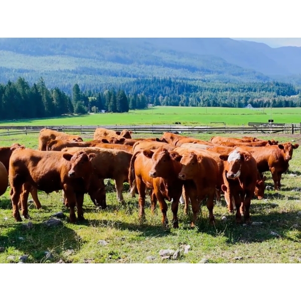 Crystal Lake Ranch - 885# July Delivery Steers - 64 Head (Malakwa, BC)