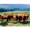 Image 1 : Crystal Lake Ranch - 885# July Delivery Steers - 64 Head (Malakwa, BC)