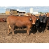 Image 2 : Brandt Boys Beef & Grain - 980# September Delivery Steers - 65 Head (Tolstoi, MB)