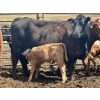 Image 7 : Blue Moon Cattle Co. - 32 Black X Pairs (Irricana, AB)