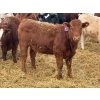 Image 3 : Wynnton Brandt - 925# June Delivery Heifers - 130 Head (Tolstoi, MB)