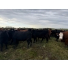 Image 21 : James Keen - 25 Black March/April Calving Bred Heifers (Reaburn, MB)