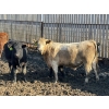Image 2 : Lakeview Cattle Co.  - 840# Sept/Oct Delivery Steers - 71 Head (Rhein, SK)