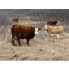 Image 8 : C & L Livestock - 29 Red Mature 3-Way Pairs (Edam, SK) VBP+
