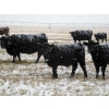 Image 6 : Coal Creek Ranching - 575# December Steer Calves - 85 Head (Brooks, AB)