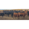 Image 8 : South Island Farms - 830# March Delivery Steers - 140 Head (Bow Island, AB)