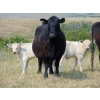 Image 11 : GW Murray Ranches - 515# October Delivery Steer Calves - 115 Head (Tompkins, SK)