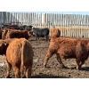 Image 9 : Pedersen Farms - 950# March Delivery Steers - 33 Head (Scandia, AB)