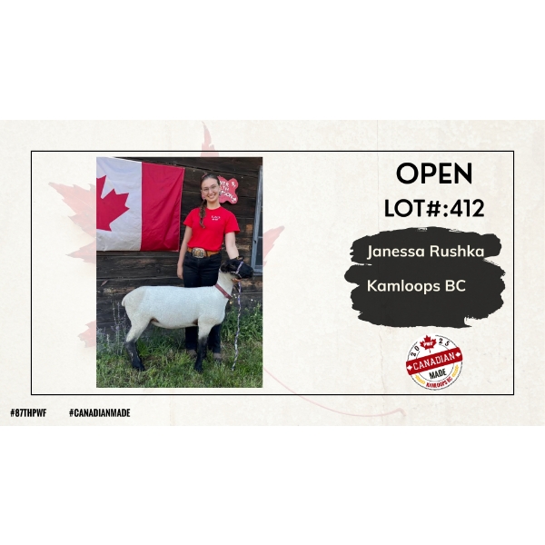 Open Sheep - Janessa Rushka - Kamloops BC