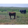 Image 3 : Lee Deschamps - 560# October Delivery Steer Calves - 40 Head (Patricia, AB)