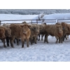 Image 4 : Turtleview Livestock - 750# January Delivery Steers - 77 Head (Goodlands, MB) VBP+