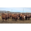 Image 6 : M.S. MacLean Livestock - 940# March Delivery Steers - 31 Head (Coaldale, AB)