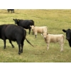 Image 6 : Circus Coulee Cattle (Robert & Jordy Hoff) - 525# November Heifer Calves - 95 Head (Dorothy, AB)