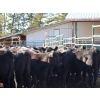 Image 3 : Keenan & Nicole Fletcher - 525# October Delivery Steer Calves - 110 Head (Williams Lake, BC)