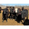 Image 6 : Rob Mossey - 940# April Delivery Steers - 65 Head (Vauxhall, AB)