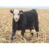 Image 9 : Sybouts Lake Farms Ltd. - 525# March Delivery Heifers - 85 Head (Gladmar, SK)