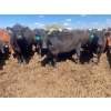 Image 2 : Aart Beekman - 1025# May Delivery Steers - 180 Head (Coaldale, AB)