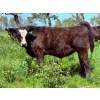 Image 4 : Bar 27 Stock Farm - 720# September Delivery Steer Calves - 85 Head (Spruce View, AB) VBP+