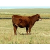 Image 4 : J-J Ranching - 525# October Delivery Heifer Calves - 110 Head (Picture Butte, AB)
