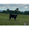 Image 4 : J. Manning & A. Bates - 590# October Delivery Steer Calves - 65 Head (Hat Creek, BC)