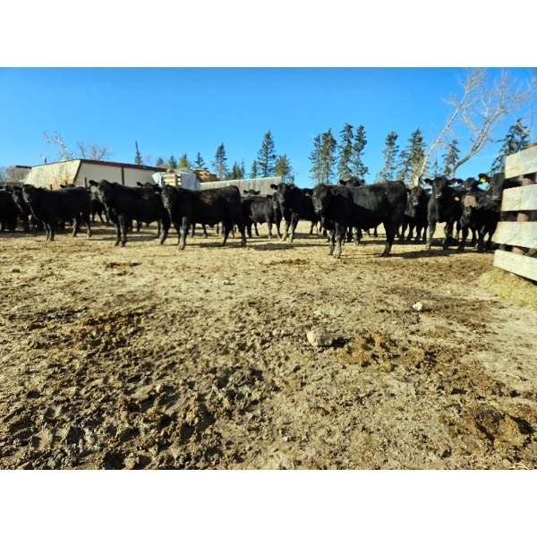 Bentley Colony - 825# Oct/Nov Delivery Weaned Steers - 215 Head (Bentley, AB)