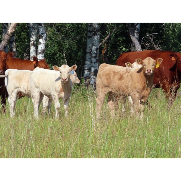 Twin Creek Colony - 500# November Delivery Heifer Calves - 30 Head (Lestock, SK)