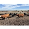 Image 3 : Valley View Ranch - 1675# September Delivery Cows - 38 Head (Valleyview, AB)