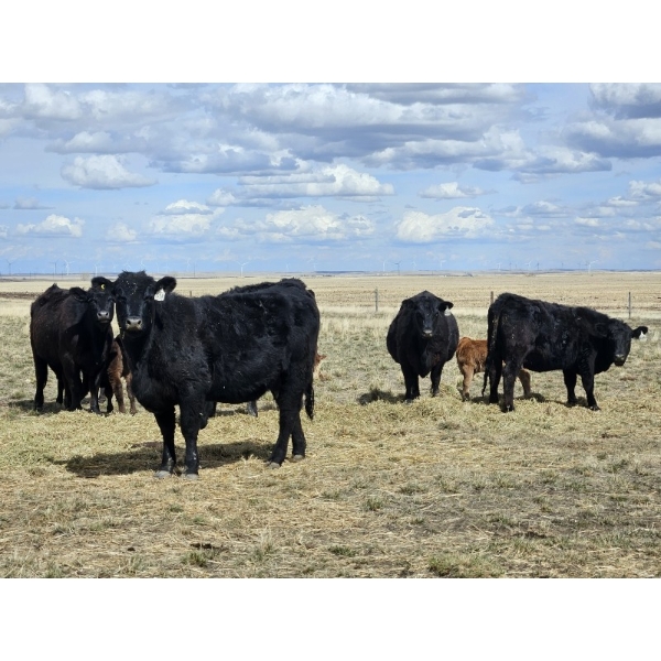 Rolling N Ranches (Nolan & Amanda Osadczuk) - 80 Heifer Pairs