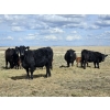 Image 1 : Rolling N Ranches (Nolan & Amanda Osadczuk) - 80 Heifer Pairs