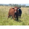 Image 10 : Lone Star Cattle Co. - 1040# September Delivery Grass Steers - 530 Head (Buck Lake, AB)