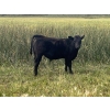 Image 3 : Darrell Goldsmith - 450# October Delivery Steer Calves - 75 Head (Hoosier, SK)