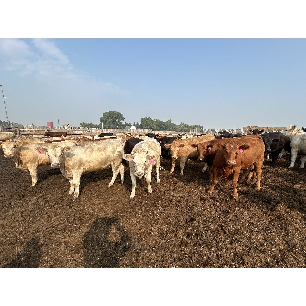 Carl Chomistek - 1025# August Yearling Heifers - 275 Head (Rolling Hills, AB)