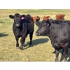 Image 6 : Terry Hines Livestock - 36 Black Angus Bred Heifers (Marwayne, AB)