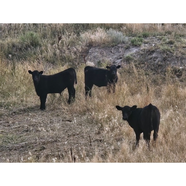 Sunshine Colony - 550# November Steer Calves - 100 Head (Hussar, AB)