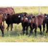Image 2 : Clay Ridge Stock Farms Inc. - 580# Nov/Dec Steer Calves - 105 Head (Fairlight, SK)