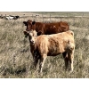 Image 3 : K Griffith Ranching - 510# November Delivery Heifer Calves - 90 Head (Delia, AB)
