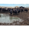 Image 3 : Cattlewood Farms Ltd. - 785# June Delivery Steers - 100 Head (Fincastle, AB)