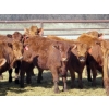 Image 6 : Darren Wagner - 22 Red Angus X Replacement Heifers (Lancer, SK)
