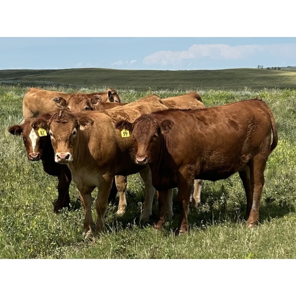 Twisted K Limousin - 25 Limousin/Limousin X Bred Heifers (Byemoor, AB)