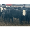 Image 10 : Jarokosky Farms - 900# March Delivery Steers - 138 Head (Lethbridge, AB)