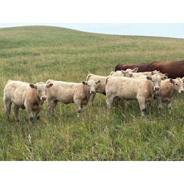 Lohse Farm & Ranch Ltd. - 650# October Delivery Heifer Calves - 65 Head (Beaubier, SK)