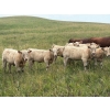 Image 2 : Lohse Farm & Ranch Ltd. - 685# October Delivery Steer Calves - 81 Head (Beaubier, SK)