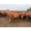 Image 2 : French's Farm - 1025# October Delivery Steers - 180 Head (Kelwood, MB)