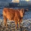 Image 10 : Hawk Ranching - 900# February Weaned Steers - 70 Head (Nanton, AB)