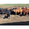 Image 7 : Turtleview Livestock - 900# June Delivery Steers - 56 Head (Goodlands, MB)
