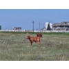 Image 5 : Lee Deschamps - 560# October Delivery Steer Calves - 40 Head (Patricia, AB)