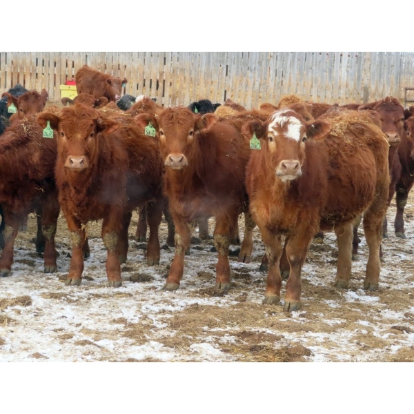 Hebert Livestock Ventures - 31 Red/RBF Simm/Angus X Replacement Heifers (Wawota, SK) VBP+