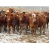 Image 1 : Hebert Livestock Ventures - 31 Red/RBF Simm/Angus X Replacement Heifers (Wawota, SK) VBP+